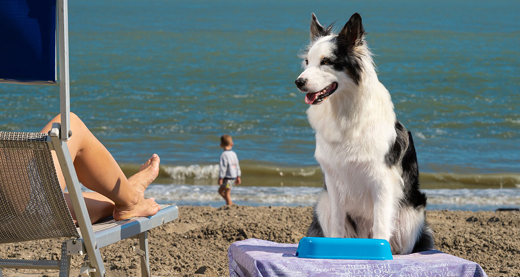 cane sulla spiaggia del centro sportivo