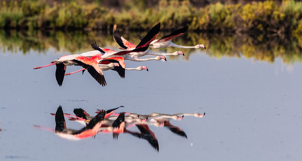 Rosa Flamingos im Flug über eine Lagune im Po-Delta
