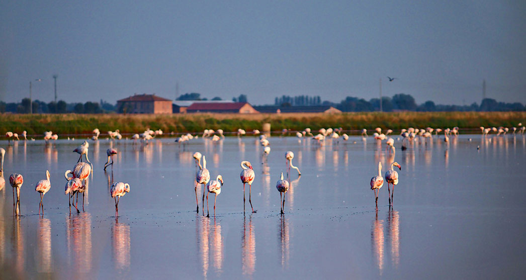 Rosaflamingos im seichten Lagunen-Wasser des Po-Deltas