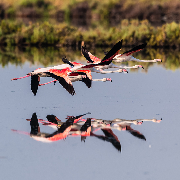 fenicotteri in volo sul delta del po