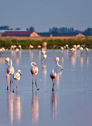 fenicotteri sul delta del po