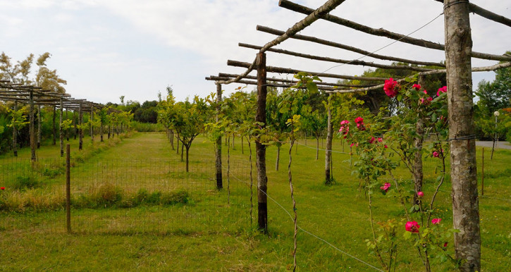 vigneti e fiori ad Albarella