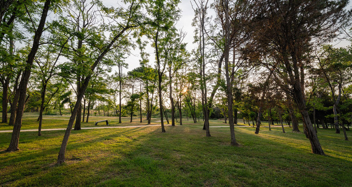 bosco di Albarella al tramonto