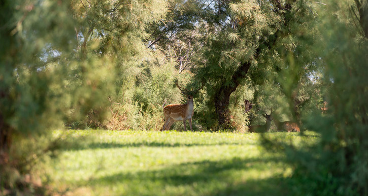 daino tra gli alberi di Albarella